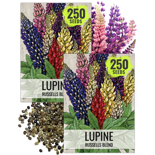 Lupine Russell Seeds For Planting (Lupinus polyphyllus)