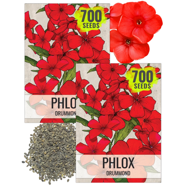 Red Drummond Phlox Seeds For Planting (Phlox Drummondii)