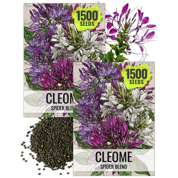 Cleome Seeds For Planting, Spider Mixture (Cleome hassleriana)