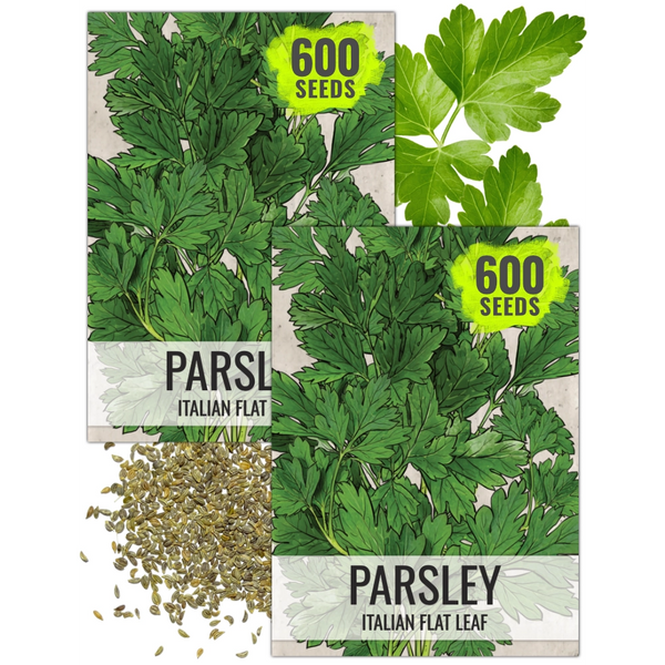 Italian Flat Leaf Parsley Seeds For Planting (Petroselinum crispum)
