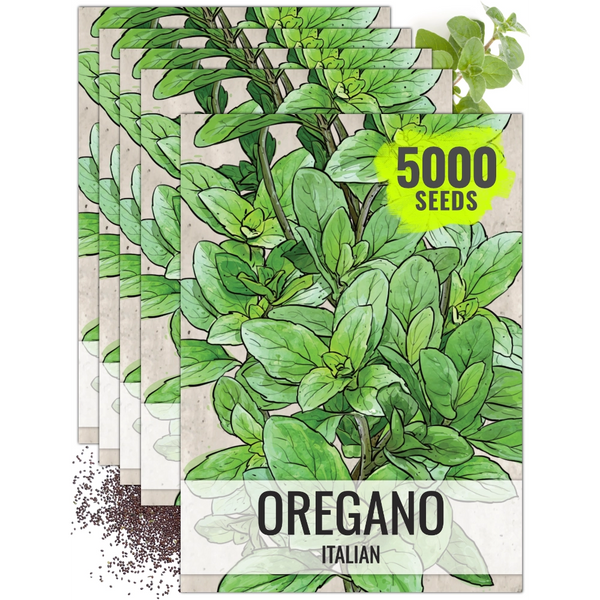 Italian Oregano (Origanum vulgare)