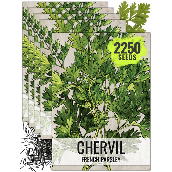 Chervil Herb Seeds For Planting (Anthriscus cerefolium)