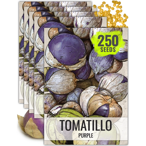 Purple Tomatillo Seeds For Planting (Physalis ixocarpa)