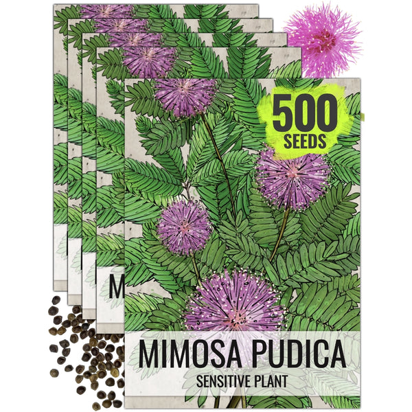 Sensitive Plant Seeds For Planting (Mimosa Pudica)