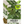 Arugula Herb Seeds For Planting (Eruca sativa)
