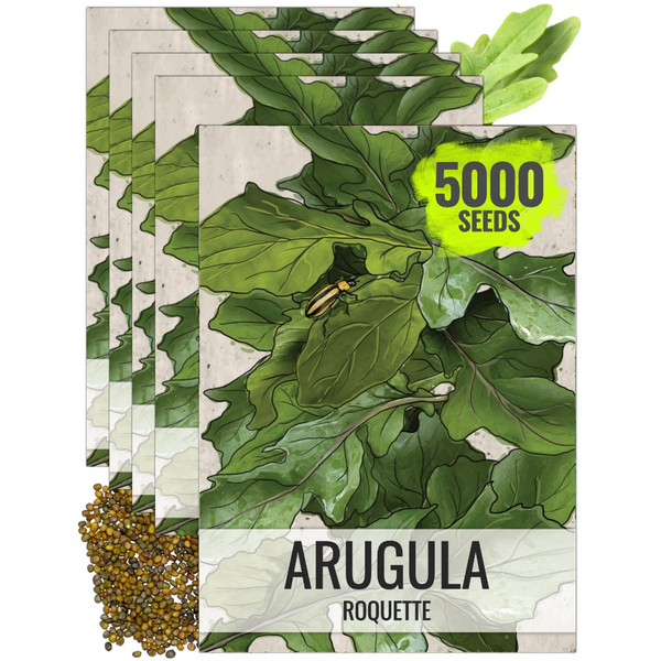 Arugula Herb Seeds For Planting (Eruca sativa)