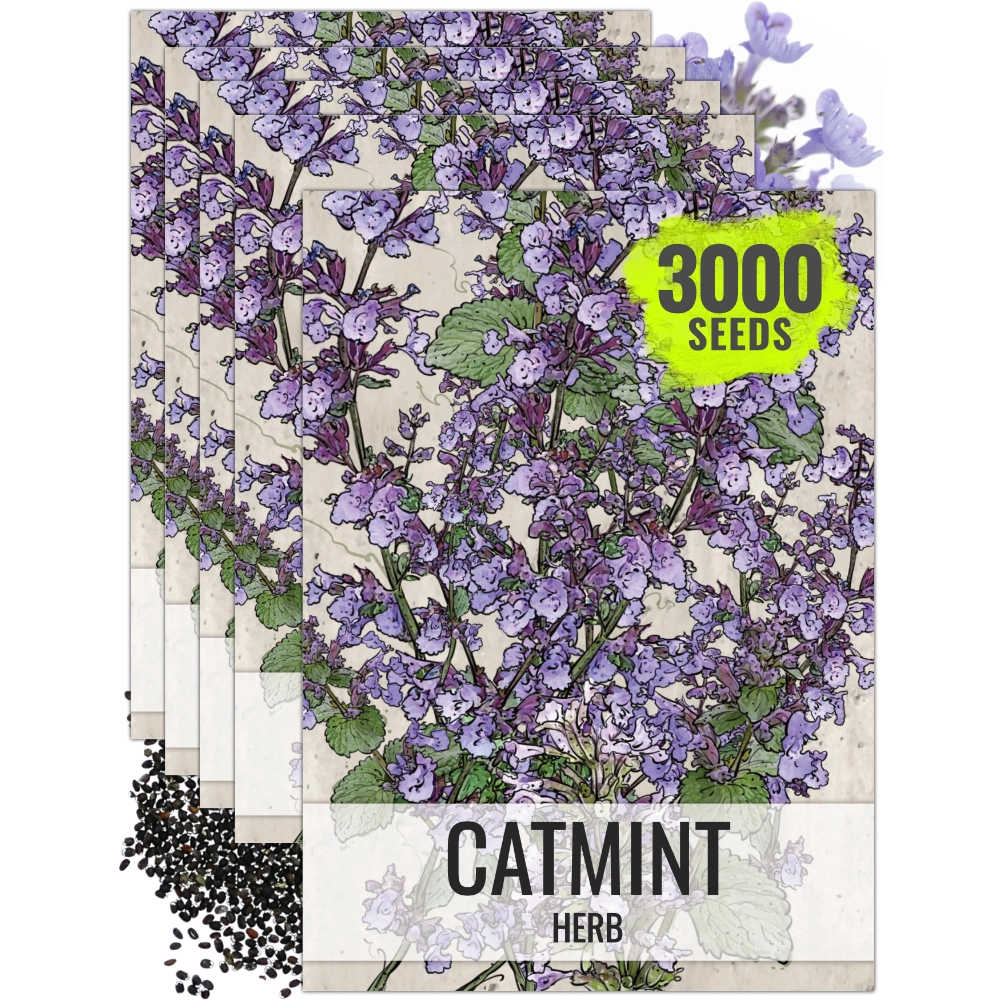 Catmint Herb Seeds For Planting (Nepeta mussinii)