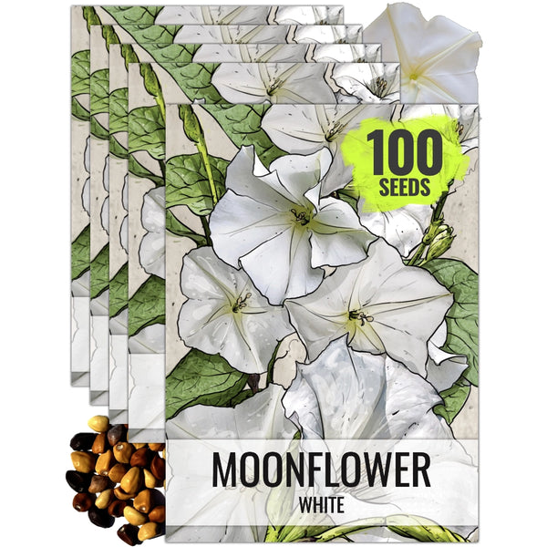 White Moonflower Seeds For Planting - Evening Bloomer (Ipomoea alba)