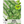 Italian Large Leaf Basil Seeds For Planting (Ocimum basilicum)