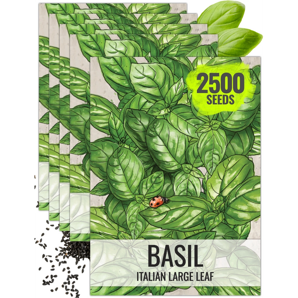 Italian Large Leaf Basil Seeds For Planting (Ocimum basilicum)