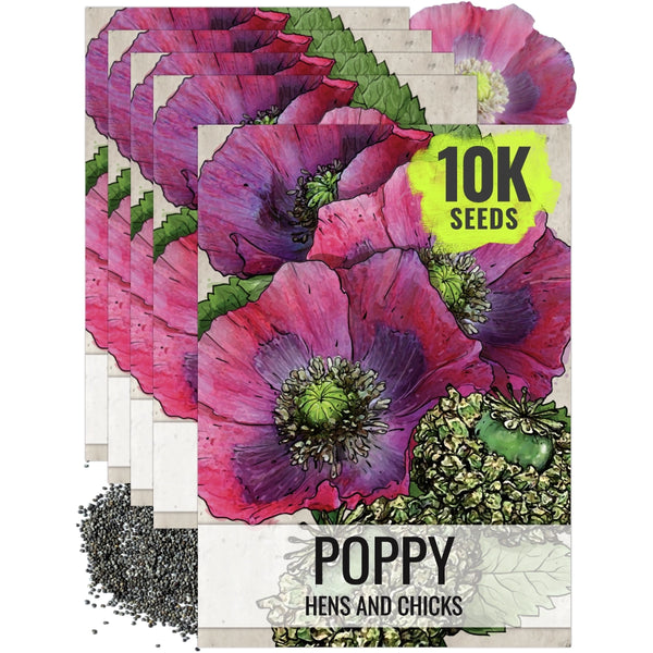 Hens and Chicks Poppy Seeds For Planting (Papaver somniferum)