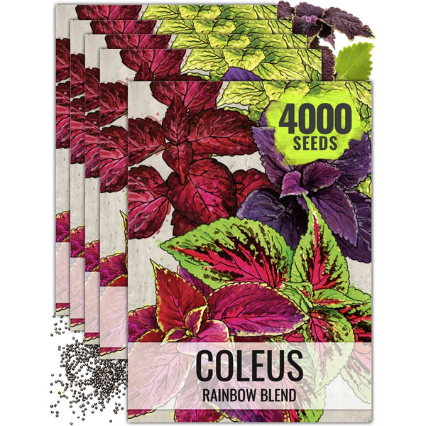 coleus bonsai flower leaf plants rainbow dragon seeds garden Rainbow Coleus Seeds For Planting (Coleus blumei) Seed Needs – Seed Needs LLC