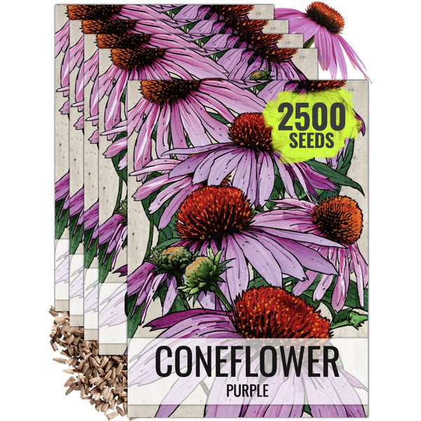 Purple Coneflower Seeds For Planting (Echinacea purpurea)