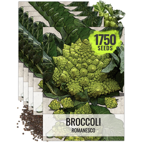 Romanesco Broccoli Seeds For Planting (Brassica oleracea)
