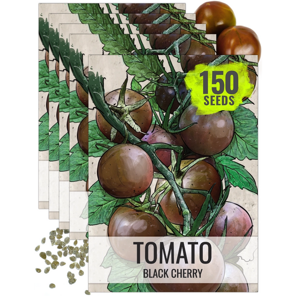plant cherry tomato seeds Black Cherry Tomato Seeds For Planting (Solanum lycopersicum) – Seed Needs LLC