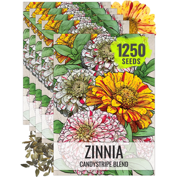 Candystripe Zinnia Mixture (Zinnia elegans)