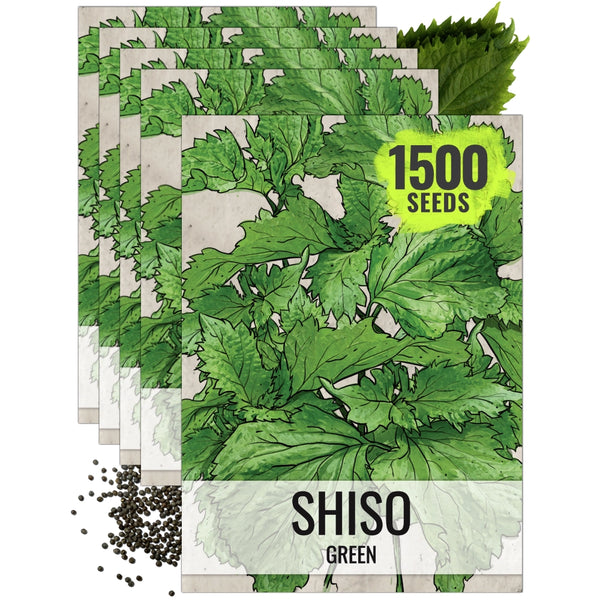 Green Shiso Seeds For Planting (Perilla frutescens)