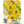Canary Bird Zinnia Seeds For Planting (Zinnia elegans)