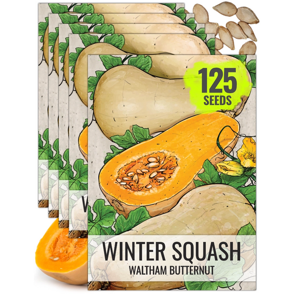 Waltham Butternut Winter Squash Seeds For Planting (Cucurbita pepo)