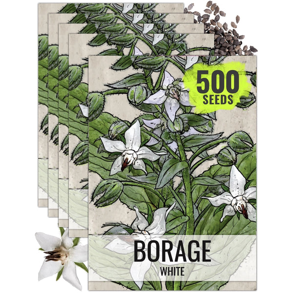 plant borage seeds White Borage Herb Seeds For Planting (Borago Officinalis) Seed Needs – Seed Needs LLC