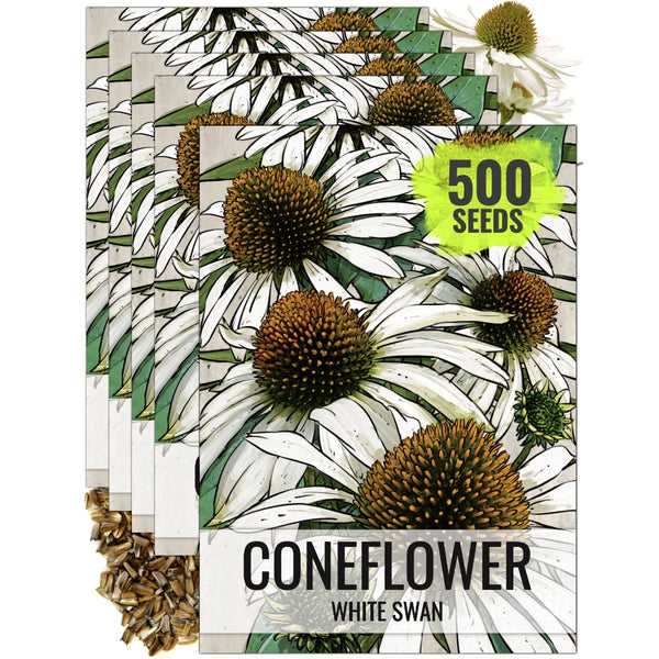 White Swan Coneflower Seeds For Planting (Echinacea purpurea)