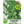 Cilantro Herb Seeds For Planting (Coriandrum sativum)