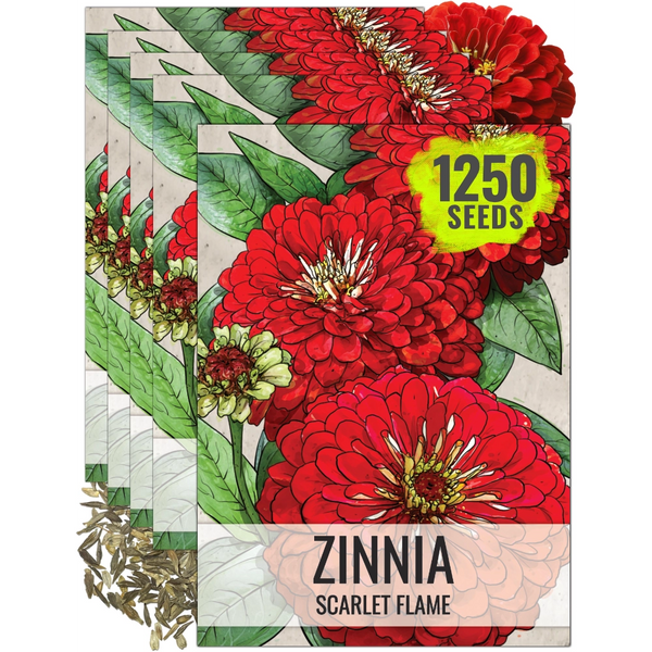 Scarlet Flame Zinnia Seeds For Planting