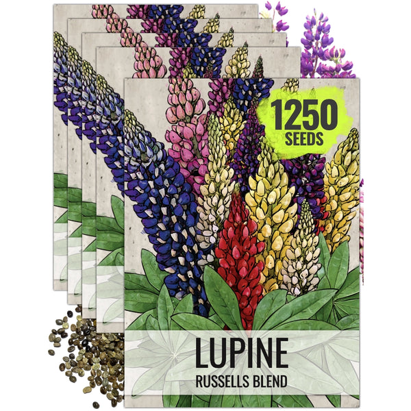 Lupine Russell Seeds For Planting (Lupinus polyphyllus)
