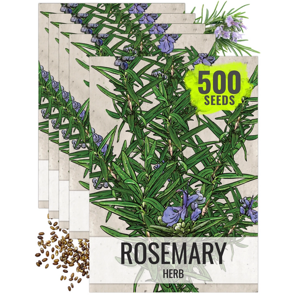 Rosemary Herb Seeds For Planting (Rosemarinus officinalis)