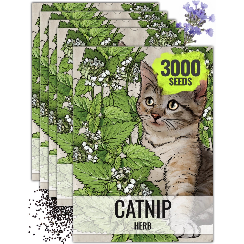 Catnip Herb Seeds For Planting (Nepeta cataria)