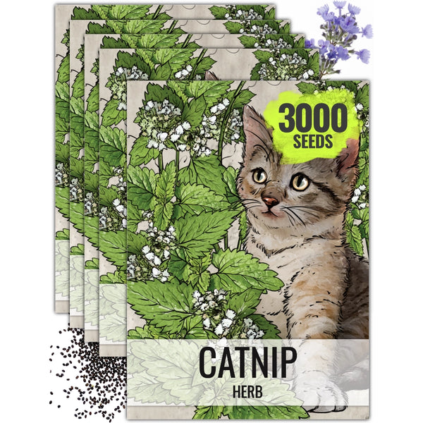scaredy cat plant seeds Catnip Herb Seeds For Planting (Nepeta cataria) Seed Needs – Seed Needs LLC