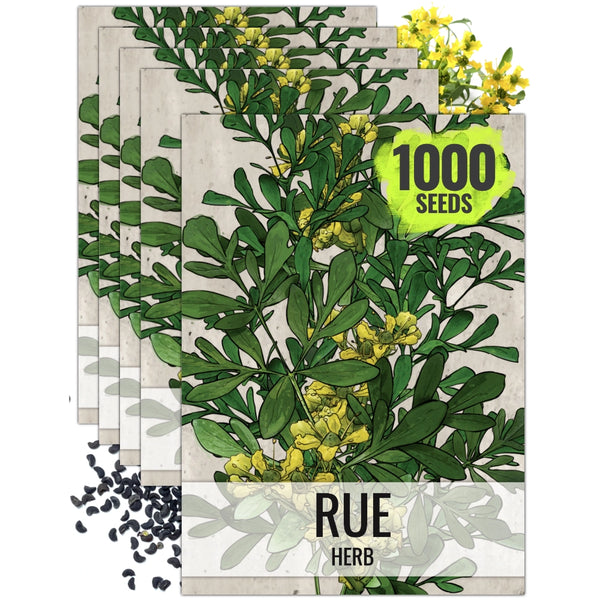 Rue Herb Seeds For Planting (Ruta graveolens)
