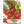 Tiny Tim Tomato Seeds For Planting (Lycopersicon esculentum)