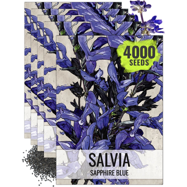 Sapphire Sage Seeds For Planting / Sapphire Salvia (Salvia farinacea)