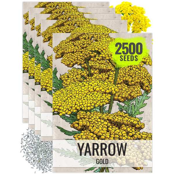 Gold Yarrow Seeds For Planting (Achillea filipendulina)