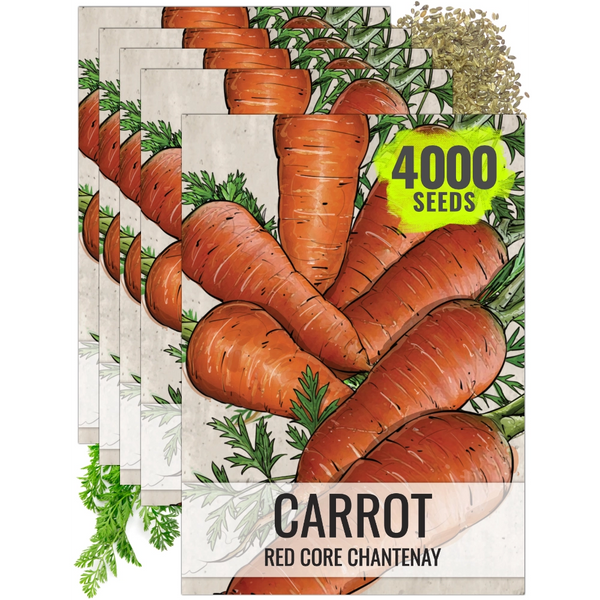 Red Core Chantenay Carrot Seeds For Planting (Daucus carota)