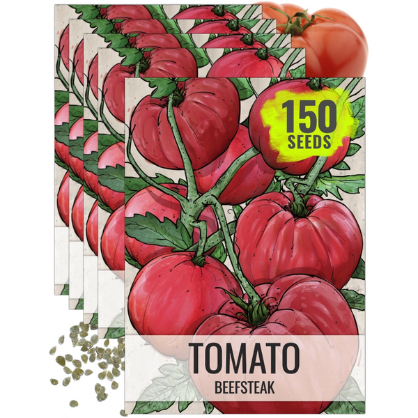 Beefsteak Tomato Seeds For Planting (Lycopersicon esculentum)