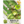 Grande Rio Verde Tomatillo Seeds For Planting (Physalis ixocarpa)