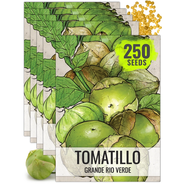 Grande Rio Verde Tomatillo Seeds For Planting (Physalis ixocarpa)