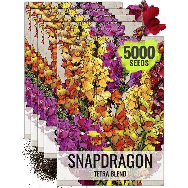 Snapdragon Seeds For Planting Tetra Blend (Antirrhinum majus)