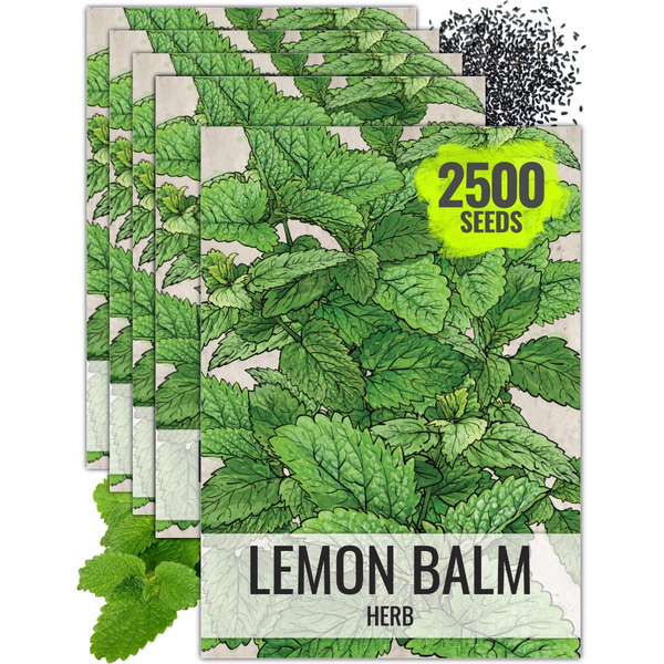Lemon Balm Herb Seeds For Planting (Melissa officinalis)