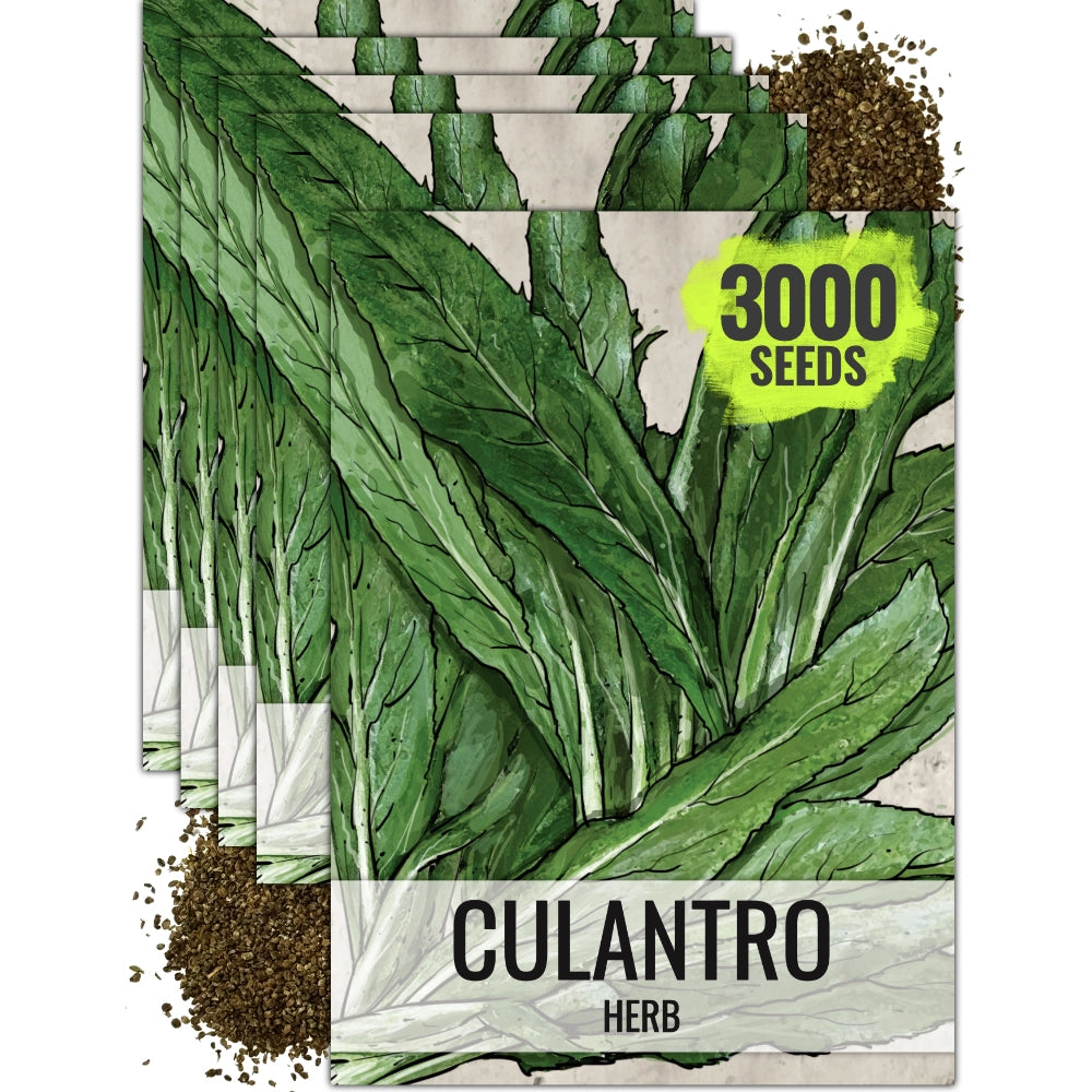 Culantro Herb Seeds For Planting (Eryngium foetidum)