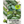 Cucamelon Seeds For Planting, Mexican Sour Gherkin (Melothria scabra)