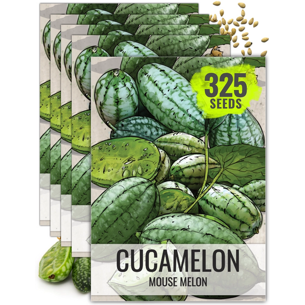 Cucamelon Seeds For Planting, Mexican Sour Gherkin (Melothria scabra)
