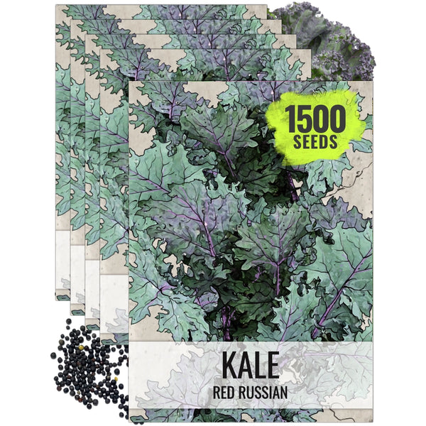 Red Russian Kale Seeds For Planting (Brassica napus)