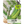 Luffa Gourd Seeds For Planting (Luffa aegyptiaca)