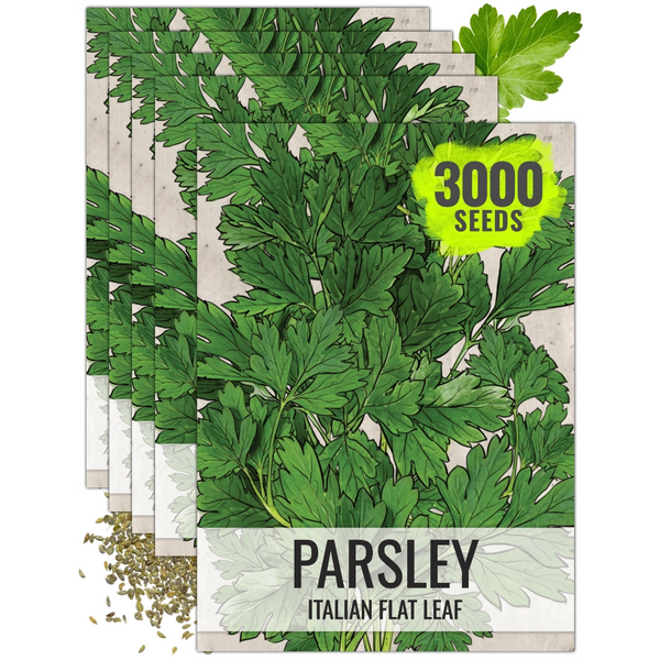 Italian Flat Leaf Parsley Seeds For Planting (Petroselinum crispum)