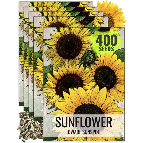 Dwarf Sunspot Sunflower Seeds For Planting (Helianthus annuus)