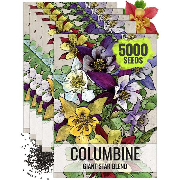 Giant Star, Mckana's Columbine Seeds For Planting (Aquilegia caerulea)