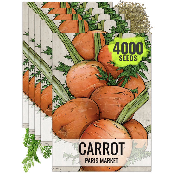 Paris Market Carrot Seeds For Planting (Daucus carota)